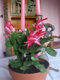 Kwitnący grudnik (Schlumbergera)