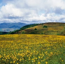 Plantacja Arnika montana - uprawy WELEDA