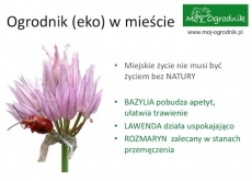 Ogrodniczo, ekologicznie - nawet w mieście