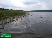 Rosochaty Róg ... płazy 