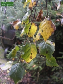 Brzoza pospolita betula pendula