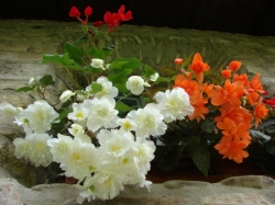 Begonia zwisająca