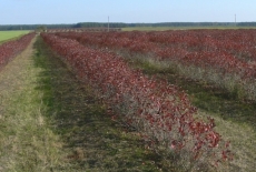 Tak wygląda plantacja aronii jesienią