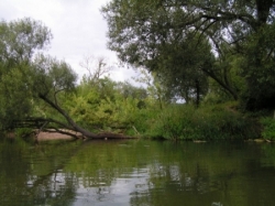 Piaszczyste wysepki porośnięte trawą