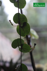 Kwiaty Ceropegia woodii