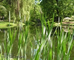 Miejska natura także ma ekologiczne walory