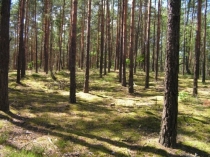 Leśne tereny parków narodowych 