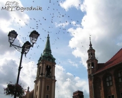 Rynek Główny w Toruniu