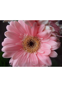 Gerbera