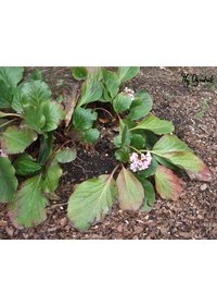 Bergenia sercowata