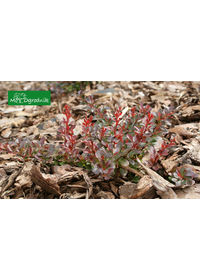 Berberys Thunberga 'Red Carpet'