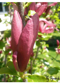 Magnolia purpurowa 'Nigra'