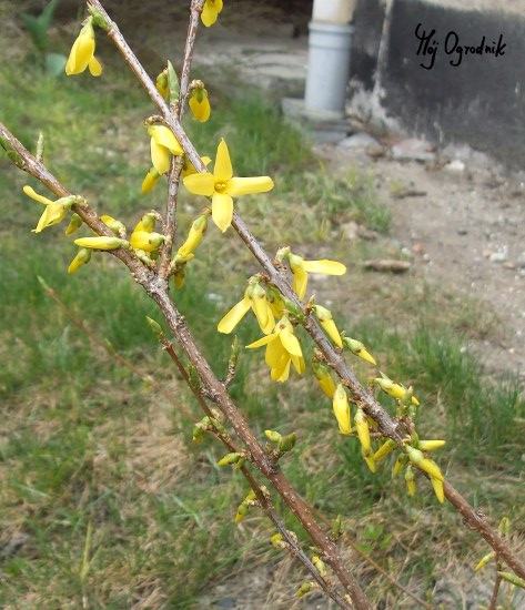 Forsycja pośrednia