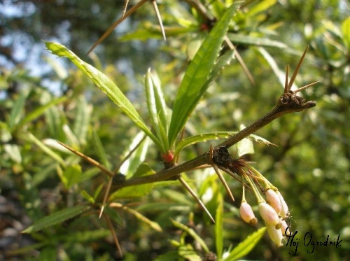 Berberys Juliany