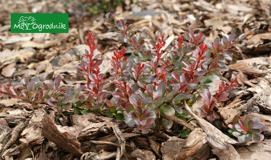 Berberys Thunberga 'Red Carpet'