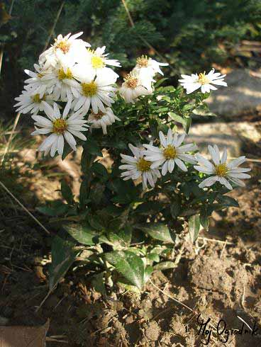 Aster krzaczasty