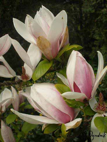 Magnolia Soulange'a