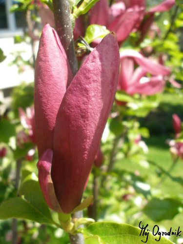 Magnolia purpurowa 'Nigra'