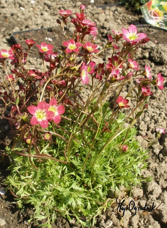 Skalnica Arendsa